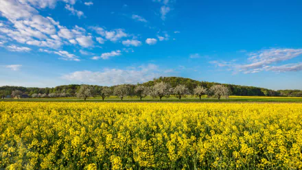 Vivid 5K Ultra HD PC desktop wallpaper: golden rapeseed field under a bright blue sky with scattered clouds and a distant tree line.