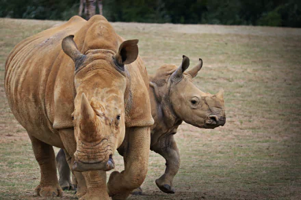 A 4K Ultra HD PC desktop wallpaper featuring a close-up of an adult rhino and its calf walking on grass.