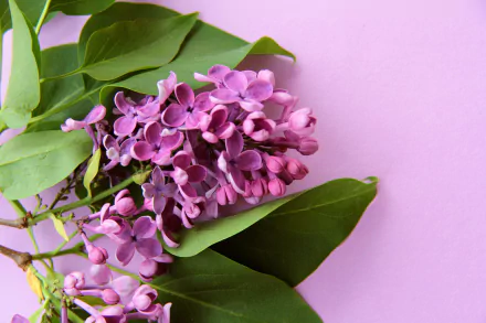 nature lilac HD Desktop Wallpaper | Background Image