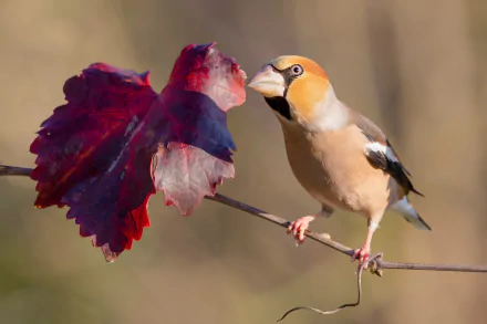 Animal Hawfinch HD Desktop Wallpaper | Background Image
