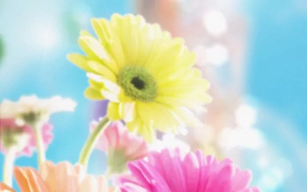 HD PC desktop wallpaper featuring vibrant gerbera flowers in soft focus, capturing the beauty of nature with bright yellow, pink, and peach blooms against a dreamy blue background.