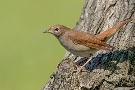 HD PC desktop wallpaper featuring a close-up of a nightingale perched on a tree trunk against a soft green background.