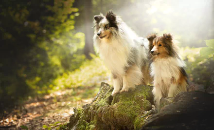 Animal shetland sheepdog HD Desktop Wallpaper | Background Image