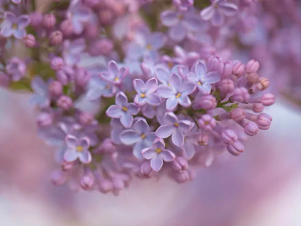 Soft-focus close-up of lilac blossoms in pale purple and pink hues, 4K Ultra HD PC desktop wallpaper/background capturing spring nature.