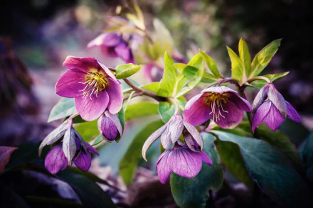 nature hellebore HD Desktop Wallpaper | Background Image