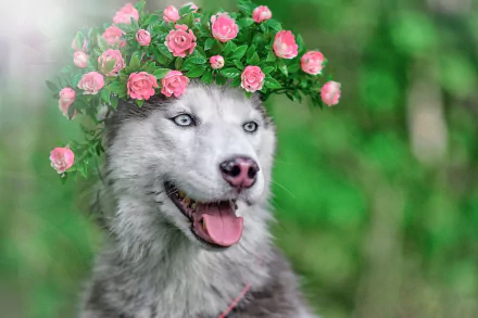 wreath dog Animal husky HD Desktop Wallpaper | Background Image