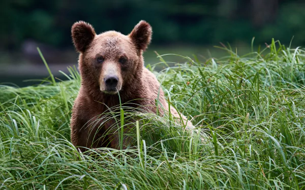 grass grizzly Animal grizzly bear HD Desktop Wallpaper | Background Image