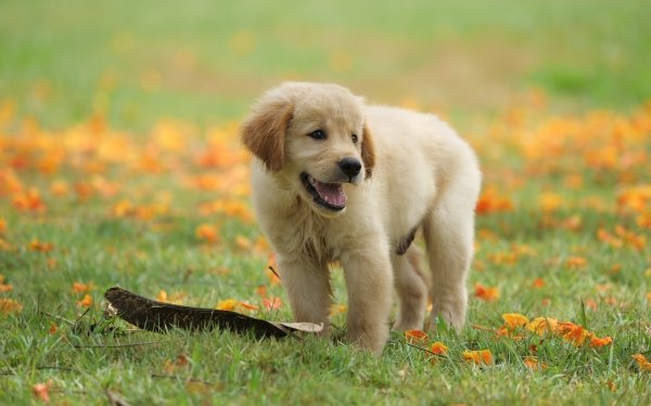 Animal Golden Retriever Dogs Puppy Dog Baby Animal HD Wallpaper | Background Image