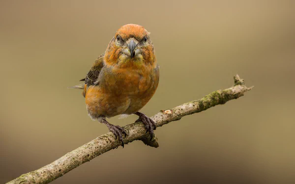  Red Crossbill (loxia curvirostra)