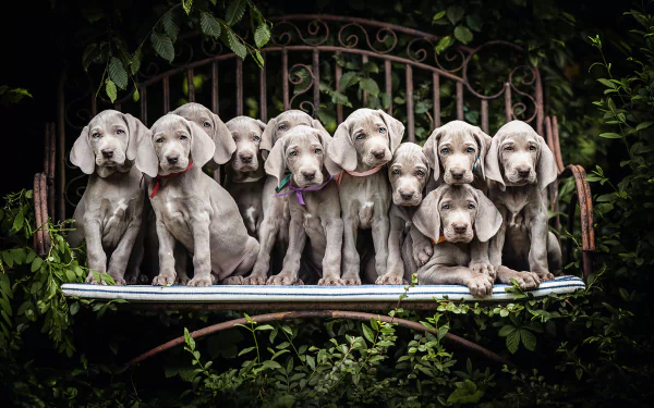  Eleven Cute Grey Weimaraner's