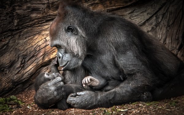 Animal Gorilla Monkeys Primate Baby Animal HD Wallpaper | Background Image