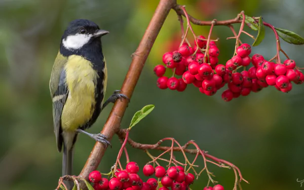 passerine bird rowan Animal titmouse HD Desktop Wallpaper | Background Image