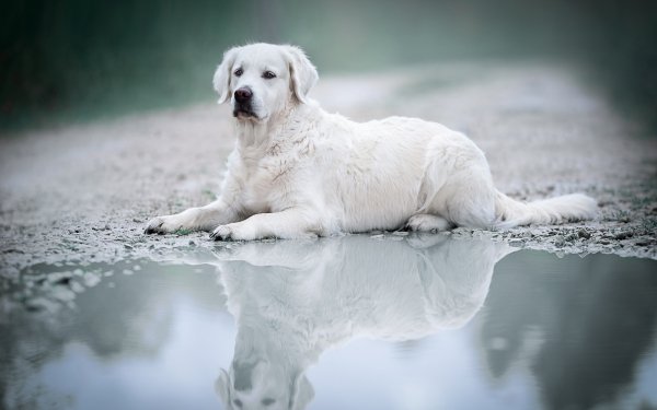 Animal Labrador Dogs Dog Reflection HD Wallpaper | Background Image