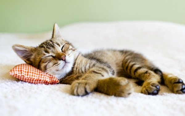 Animales Gato Gatos Kitten Sleeping Lindo Pillow Fondo de pantalla HD | Fondo de Escritorio