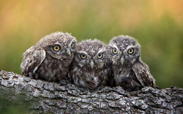 HD PC desktop wallpaper of three fluffy baby owls (owlets) perched on a branch — a bird/animal close-up with a soft blurred background.