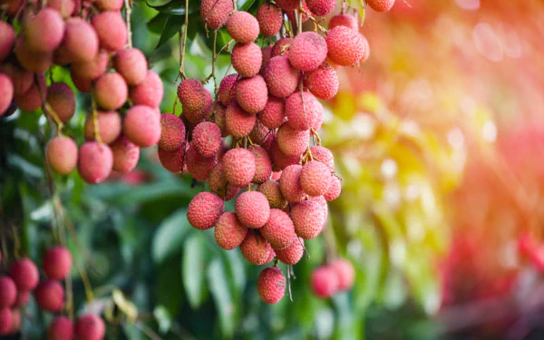 food lychee HD Desktop Wallpaper | Background Image