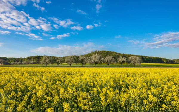 sky field nature rapeseed HD Desktop Wallpaper | Background Image