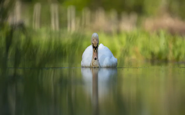 Animal swan HD Desktop Wallpaper | Background Image