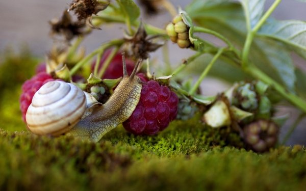 Animal Snail Macro Berry Raspberry Moss HD Wallpaper | Background Image