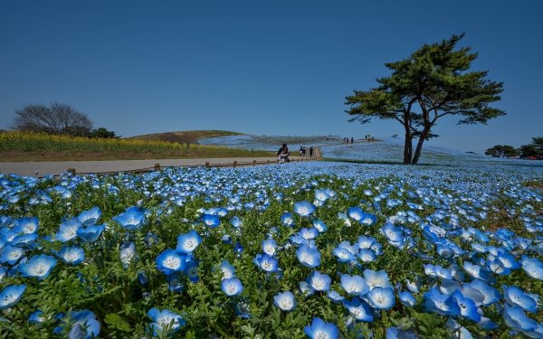Photography Park HD Wallpaper | Background Image