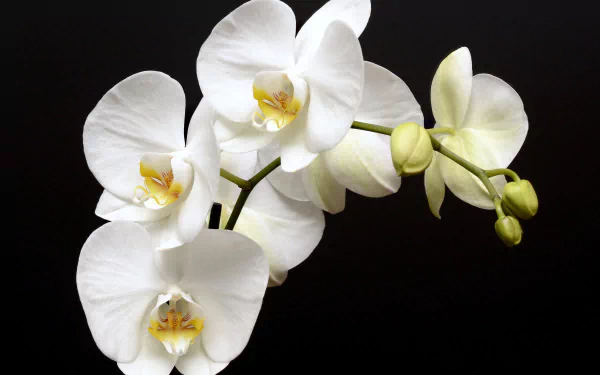 nature orchid HD Desktop Wallpaper | Background Image