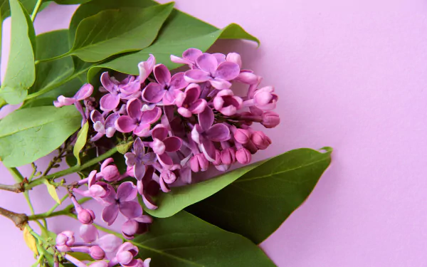 nature lilac HD Desktop Wallpaper | Background Image