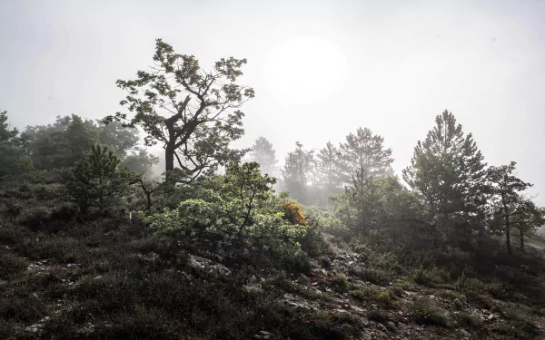nature fog HD Desktop Wallpaper | Background Image