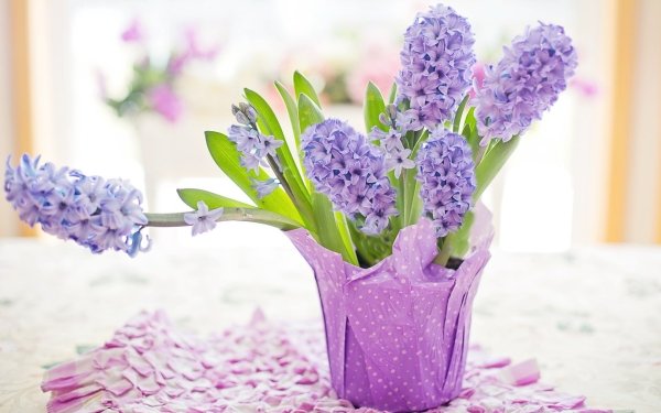 Man Made Flower Hyacinth HD Wallpaper | Background Image