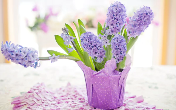 hyacinth man made flower HD Desktop Wallpaper | Background Image