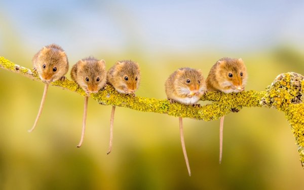 Animal Mouse Harvest Mouse HD Wallpaper | Background Image