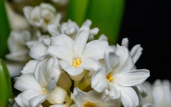 nature hyacinth HD Desktop Wallpaper | Background Image