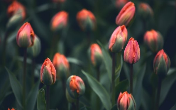 Nature Tulip Flowers HD Wallpaper | Background Image