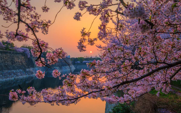 nature sakura HD Desktop Wallpaper | Background Image
