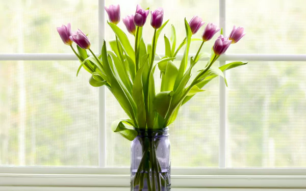  Vase of Tulips in Front of Window