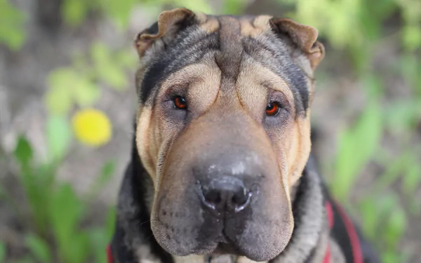 shar pei Animal dog HD Desktop Wallpaper | Background Image