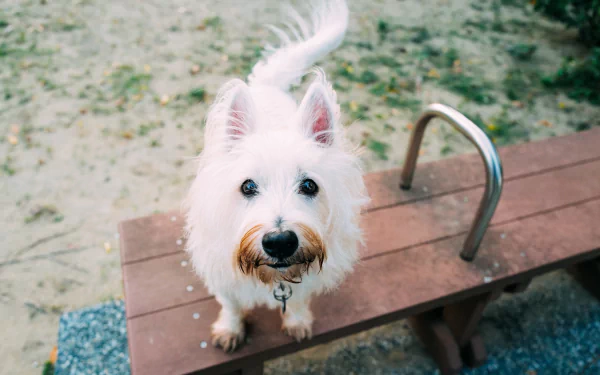 Animal west highland white terrier HD Desktop Wallpaper | Background Image