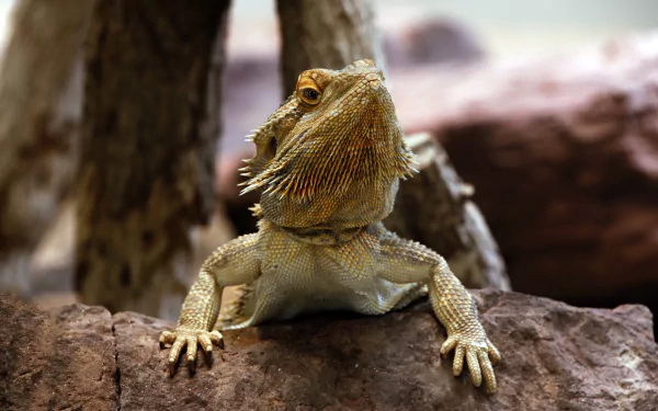 lizard reptile Animal Bearded Dragon HD Desktop Wallpaper | Background Image