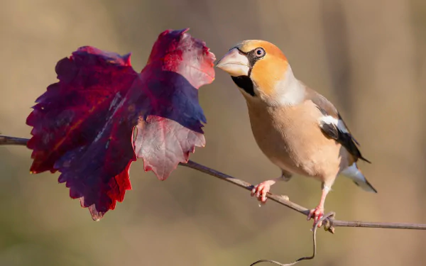 Animal Hawfinch HD Desktop Wallpaper | Background Image