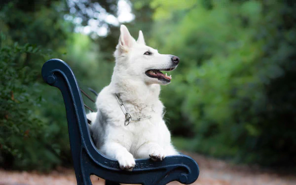 depth of field dog Animal swiss shepherd HD Desktop Wallpaper | Background Image