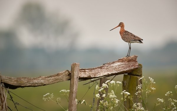 Animal Bird Birds HD Wallpaper | Background Image