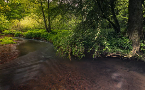 nature river HD Desktop Wallpaper | Background Image
