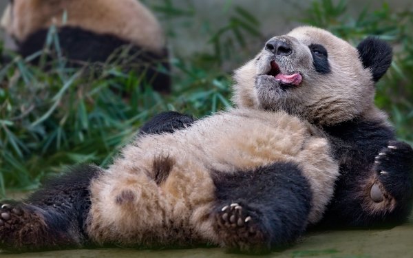 Animal Panda HD Wallpaper | Background Image