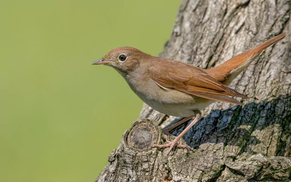 HD PC desktop wallpaper featuring a close-up of a nightingale perched on a tree trunk against a soft green background.