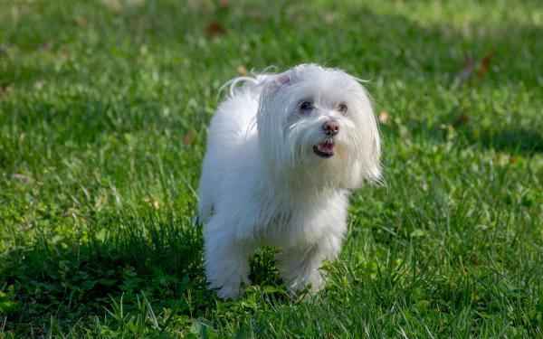 Animal maltese HD Desktop Wallpaper | Background Image