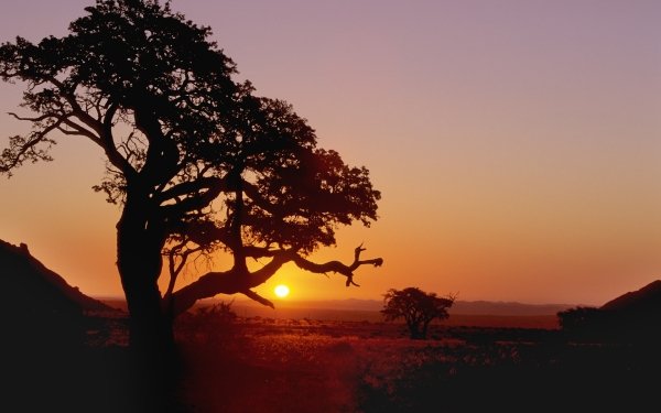 Earth Tree Trees Sunset Sun HD Wallpaper | Background Image