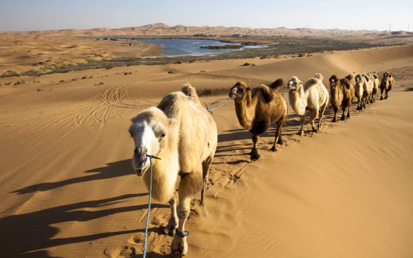 HD desktop wallpaper showcasing a camel caravan crossing golden sand dunes in a vast desert landscape under clear skies.