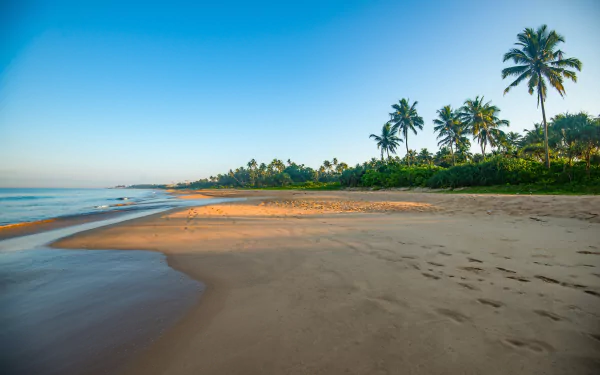 Sri Lanka coast palm tree nature beach HD Desktop Wallpaper | Background Image