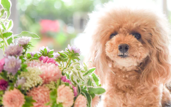 dog bouquet flower Animal poodle HD Desktop Wallpaper | Background Image
