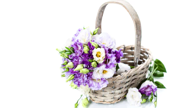 eustoma basket man made flower HD Desktop Wallpaper | Background Image