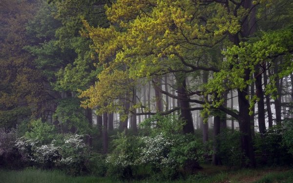 1800 森林高清壁纸 桌面背景